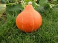 Calabaza potimarron